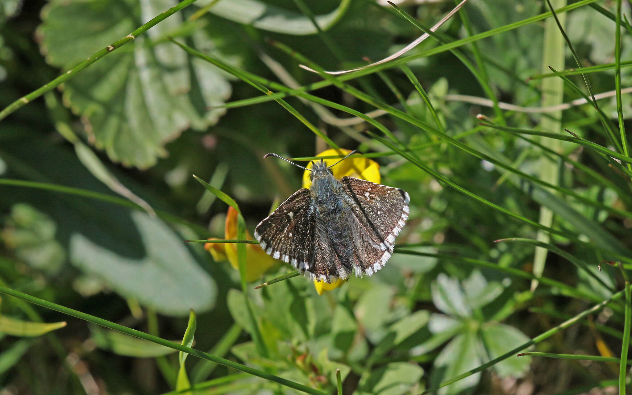 Image of Dusky Grizzled Skipper