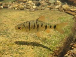 Image of Barbel