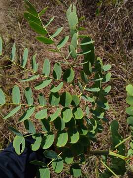 Plancia ëd Stryphnodendron adstringens (Mart.) Coville