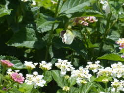 Image of Eurema elathea (Cramer (1777))