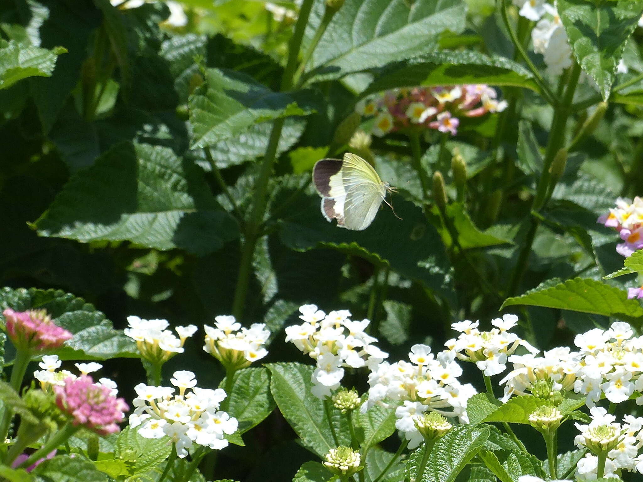 Image of Eurema elathea (Cramer (1777))