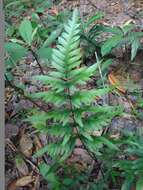 Image of Pteris semipinnata L.