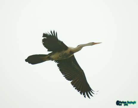 Image of Anhinga rufa chantrei (Oustalet 1882)