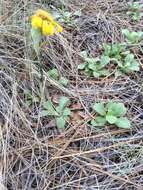 Image of Flagstaff ragwort