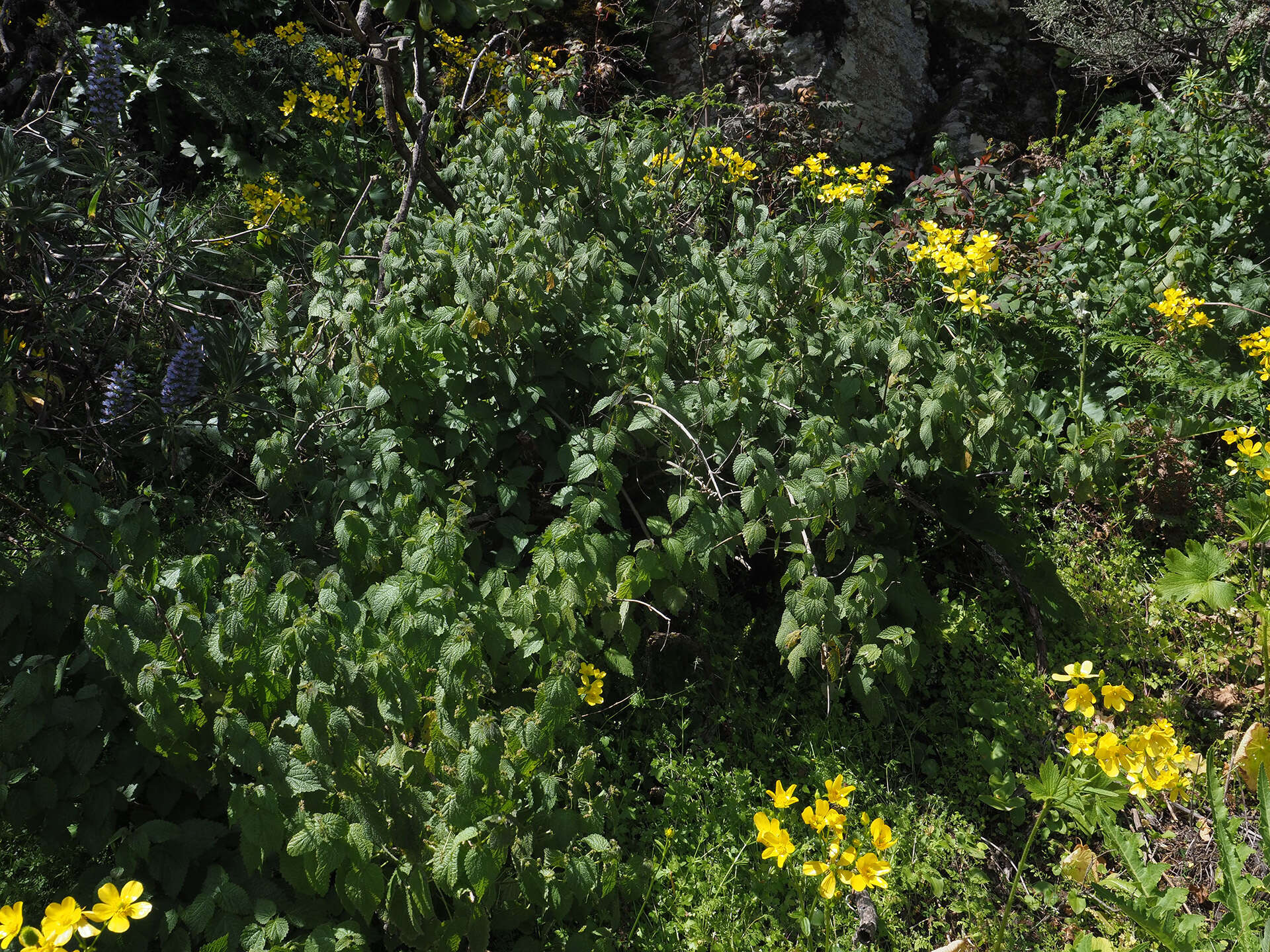 Image of Urtica morifolia Poir.