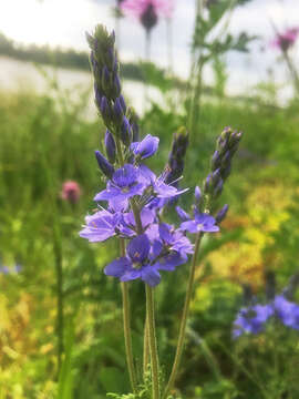 Image of broadleaf speedwell