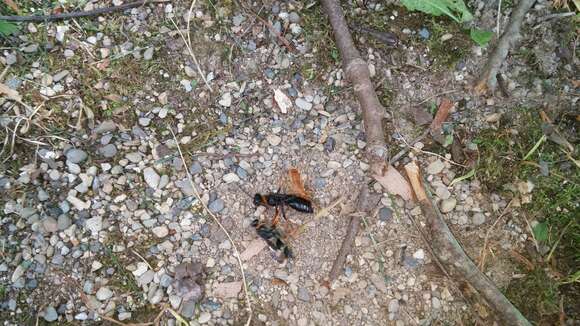 Image of Katydid Wasp