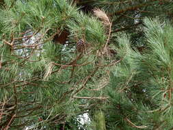 Imagem de Pinus nigra subsp. laricio (Poir.) Maire