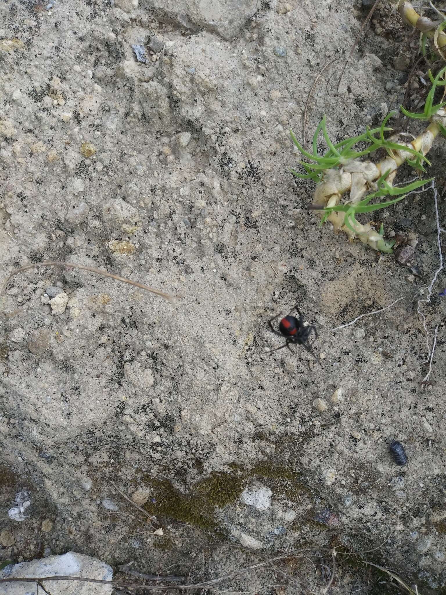 Latrodectus apicalis Butler 1877的圖片