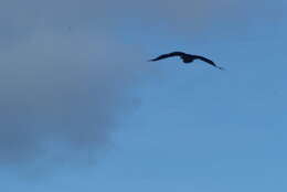 Image of Marquesan Imperial Pigeon