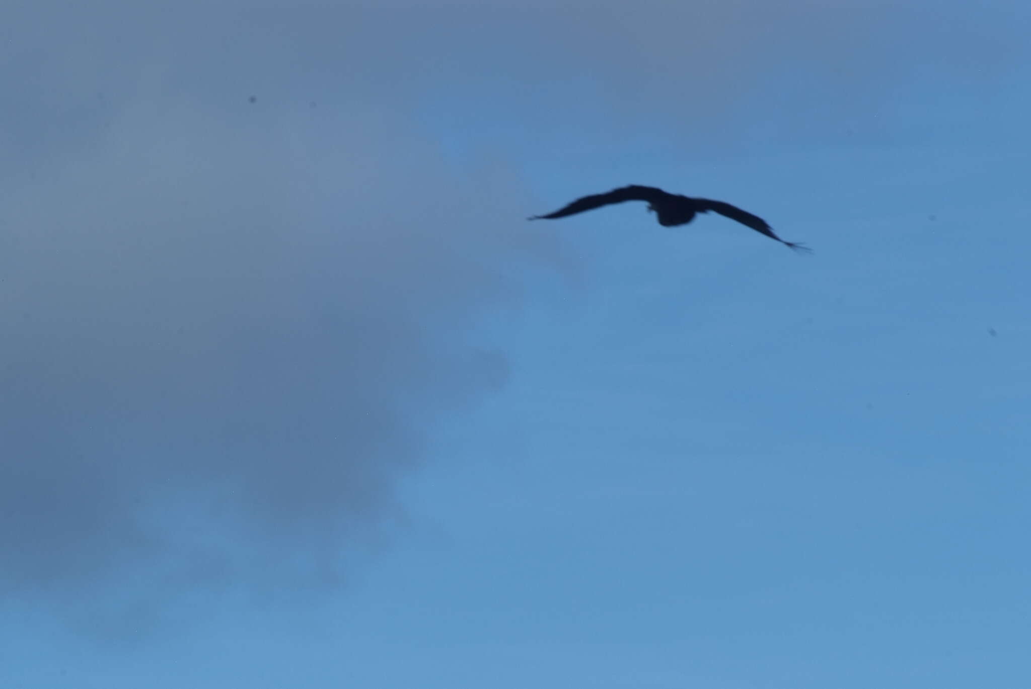 Image of Marquesan Imperial Pigeon