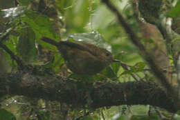 Image of Atherton Scrubwren