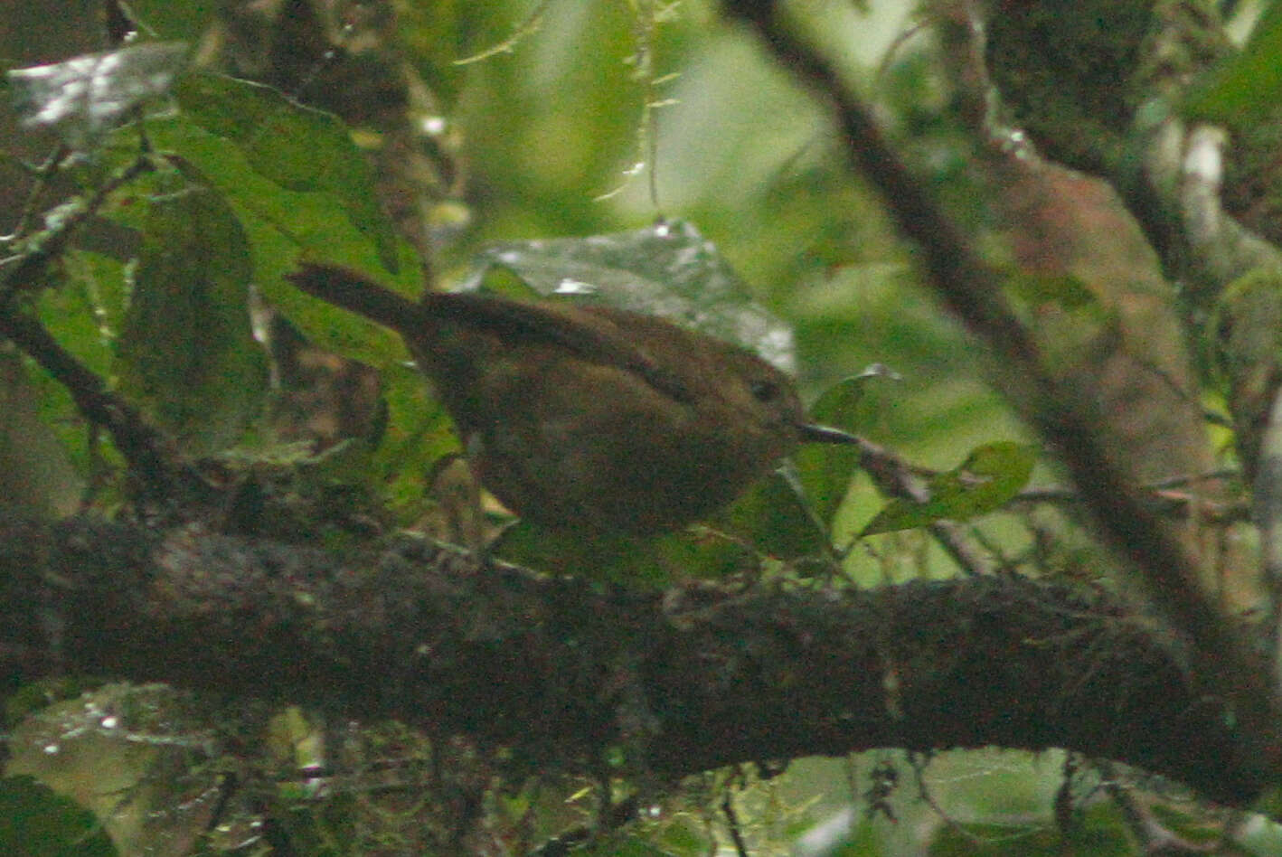 Image of Atherton Scrubwren