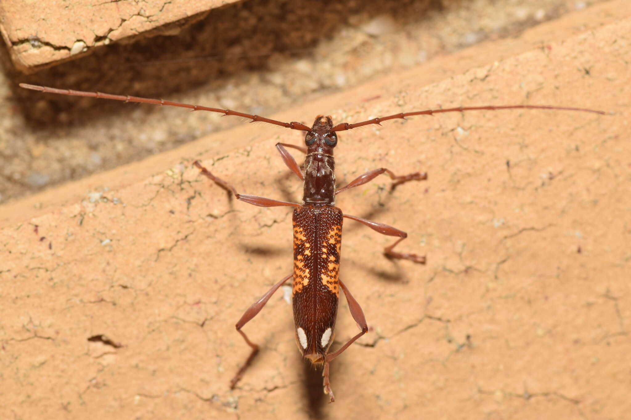 Image of Coptocercus multitrichus Wang 1995
