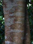 Image of Wrinkle Pod Mangrove