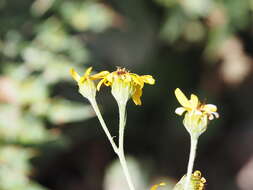 Слика од Jacobaea subalpina (W. D. J. Koch) Pelser & Veldkamp