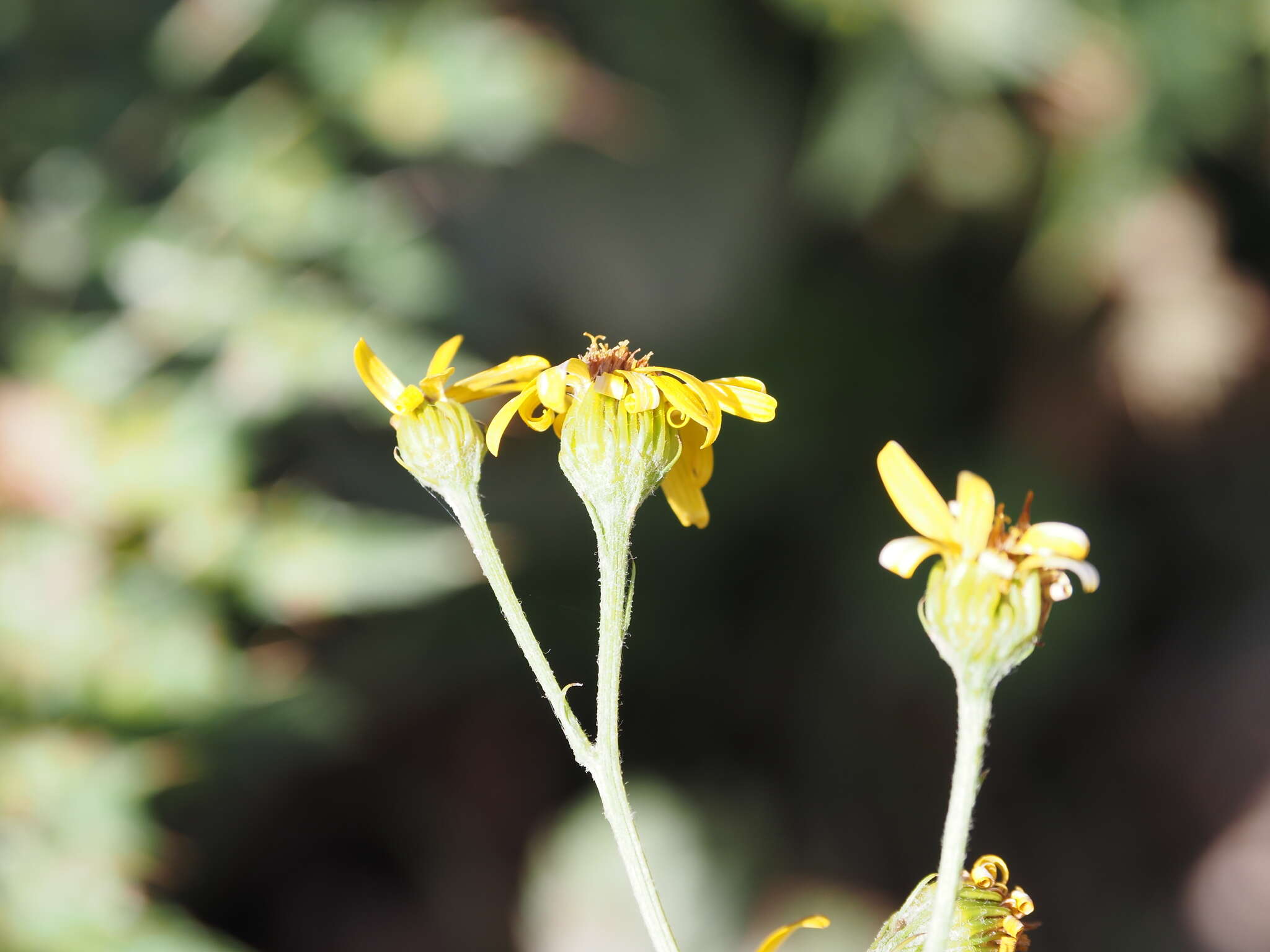 Слика од Jacobaea subalpina (W. D. J. Koch) Pelser & Veldkamp