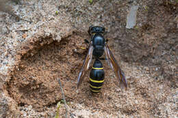 Sivun Symmorphus murarius (Linnaeus 1758) kuva