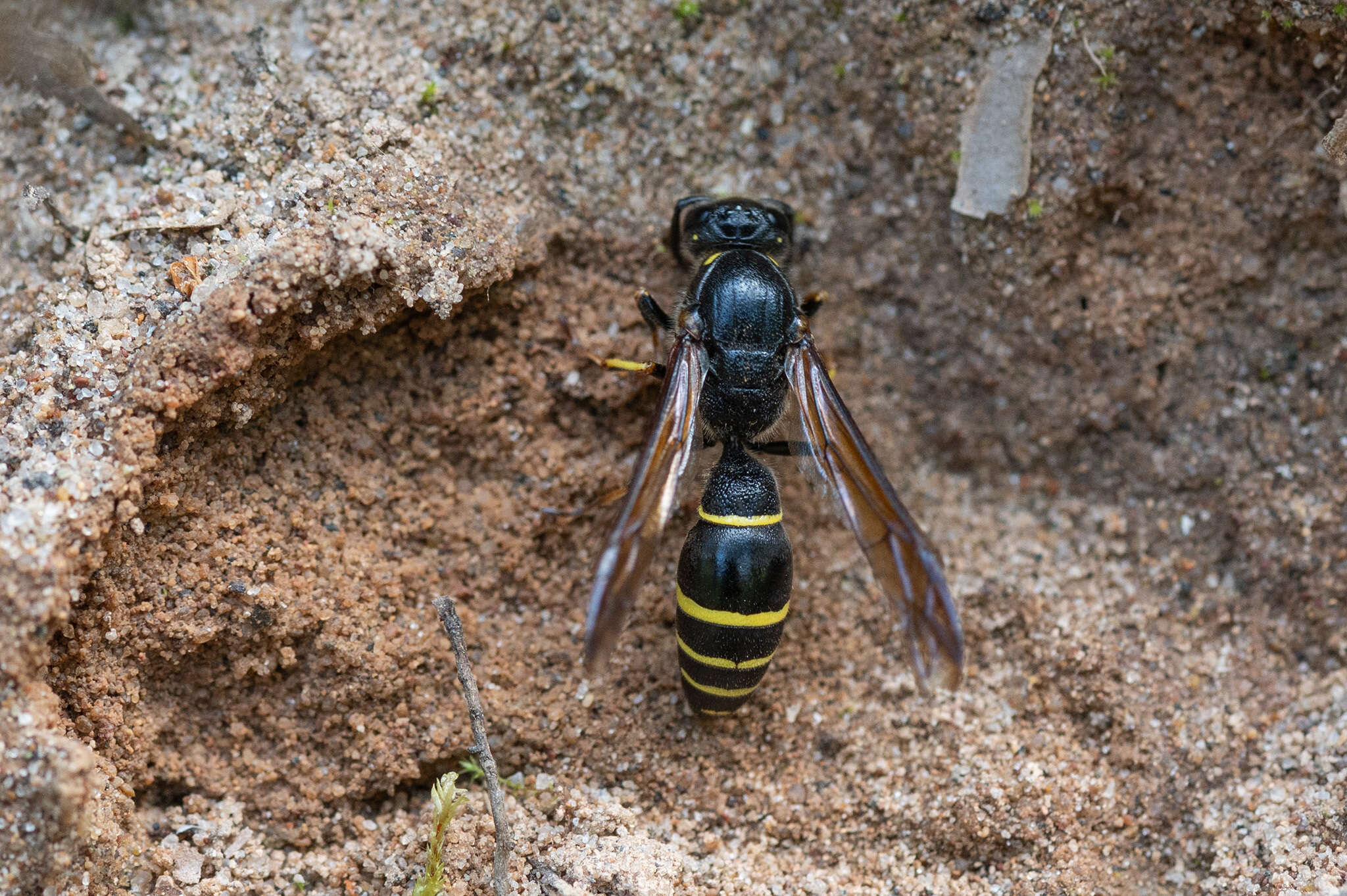 Sivun Symmorphus murarius (Linnaeus 1758) kuva