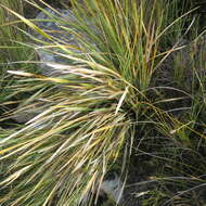 Image of Bobartia paniculata G. J. Lewis