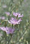 صورة Stephanomeria occultata