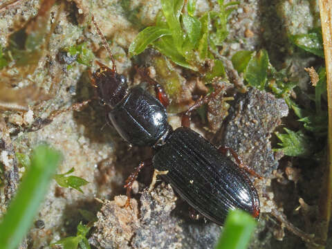 Image of Ground beetle