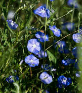 Image of wild dwarf morning-glory