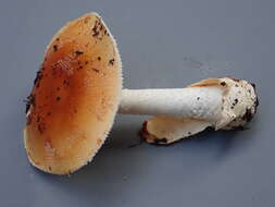 Image of Amanita aurantiobrunnea C. M. Simmons, T. W. Henkel & Bas 2002