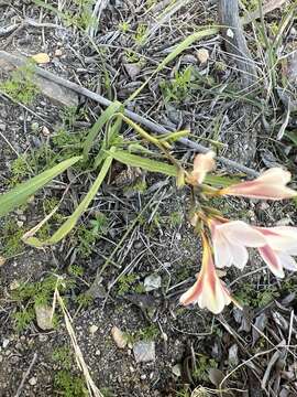 Freesia sparrmanii (Thunb.) N. E. Br. resmi