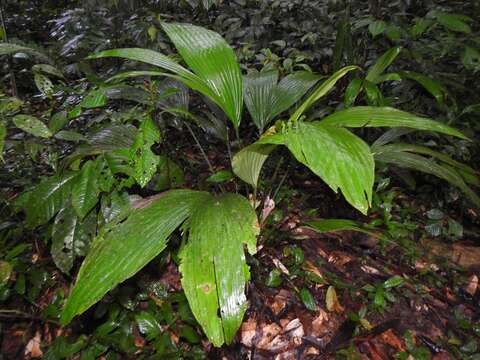 Image of Asplundia brachyphylla Harling