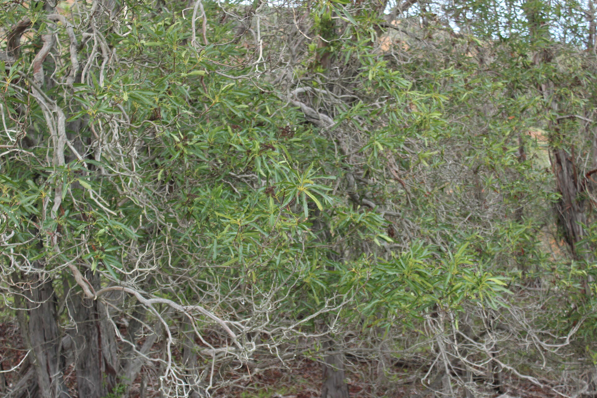 Lyonothamnus floribundus subsp. floribundus的圖片