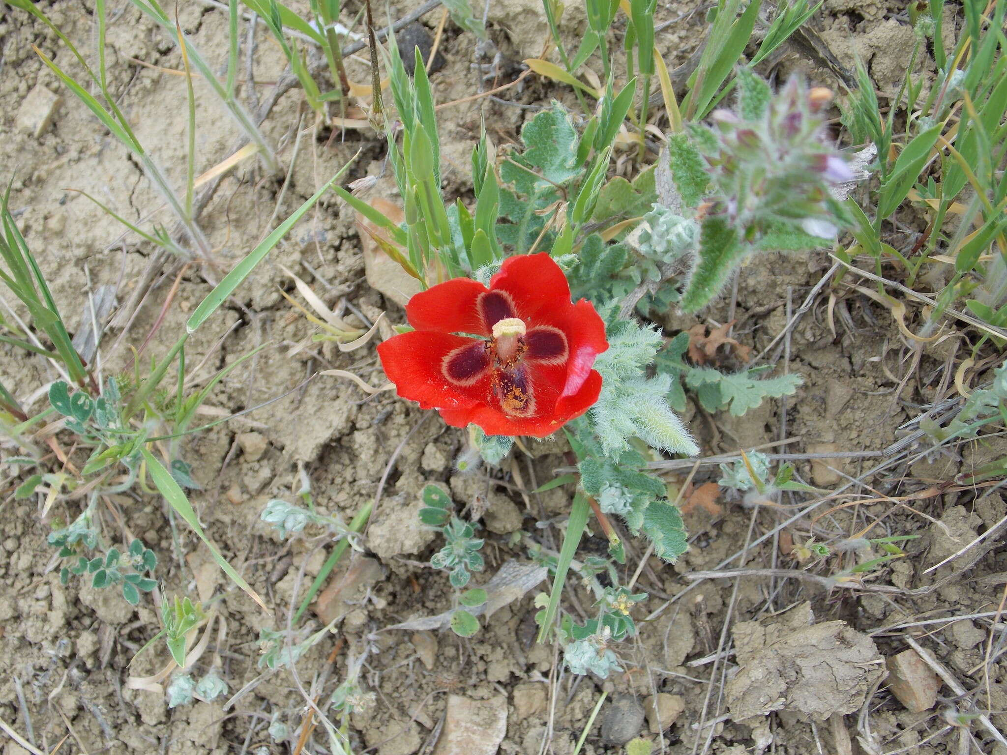 Image of blackspot hornpoppy