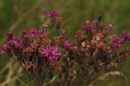 Imagem de Vernonia noveboracensis (L.) Willd.