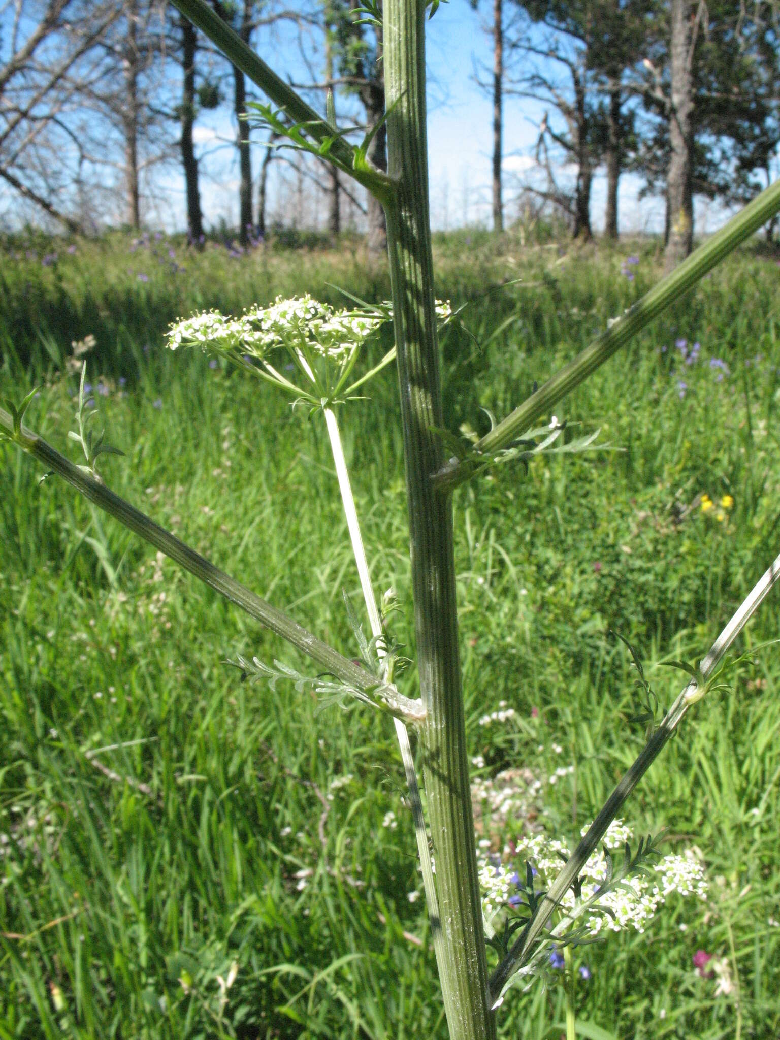 Слика од Aulacospermum multifidum (Sm.) Woronow