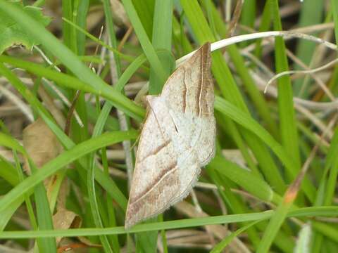 Sivun Petrophora subaequaria Walker 1860 kuva