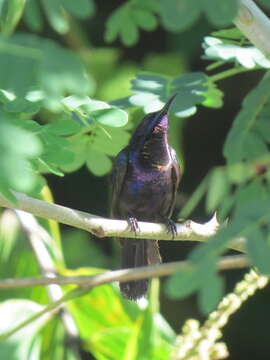 Image of Copper-throated Sunbird