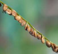 Image de Paspalum paniculatum L.