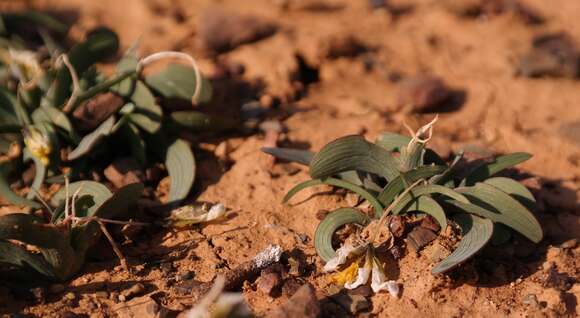 Image of Ixia macrocarpa Goldblatt & J. C. Manning