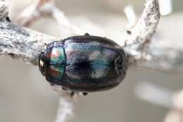 Image of Chrysolina cerealis (Linnaeus 1767)