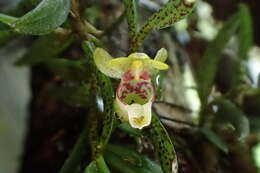 Image de Gastrochilus fuscopunctatus (Hayata) Hayata