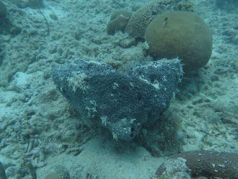 Image of bumpy ball sponge