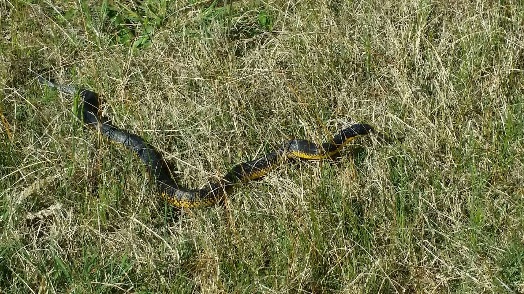 Notechis scutatus occidentalis Glauert 1948的圖片