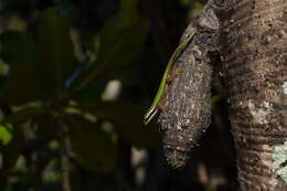 Image of Reunion Island ornate day gecko