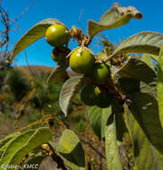 Imagem de Hugonia brewerioides Baker