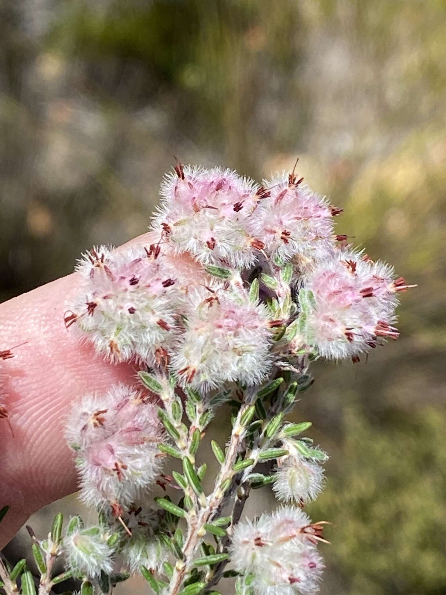 Image of Erica pilosiflora subsp. pilosiflora