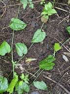 Image of Monstera siltepecana Matuda