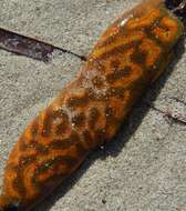 Image of Ascidian