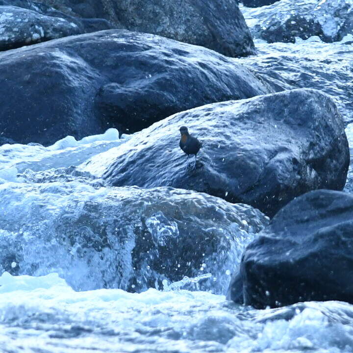 Image of Rufous-throated Dipper