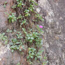 صورة Delosperma platysepalum L. Bol.