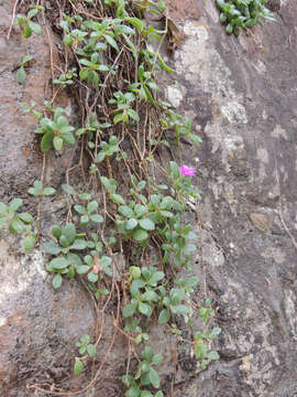 صورة Delosperma platysepalum L. Bol.